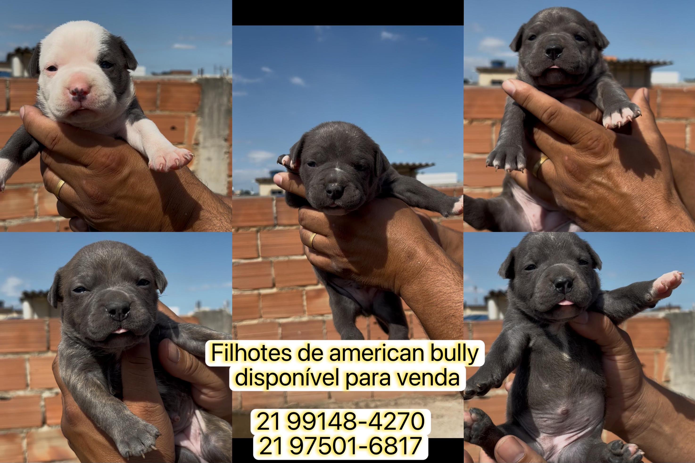 Portal Vendocão Filhotes de American bully Rio de Janeiro 