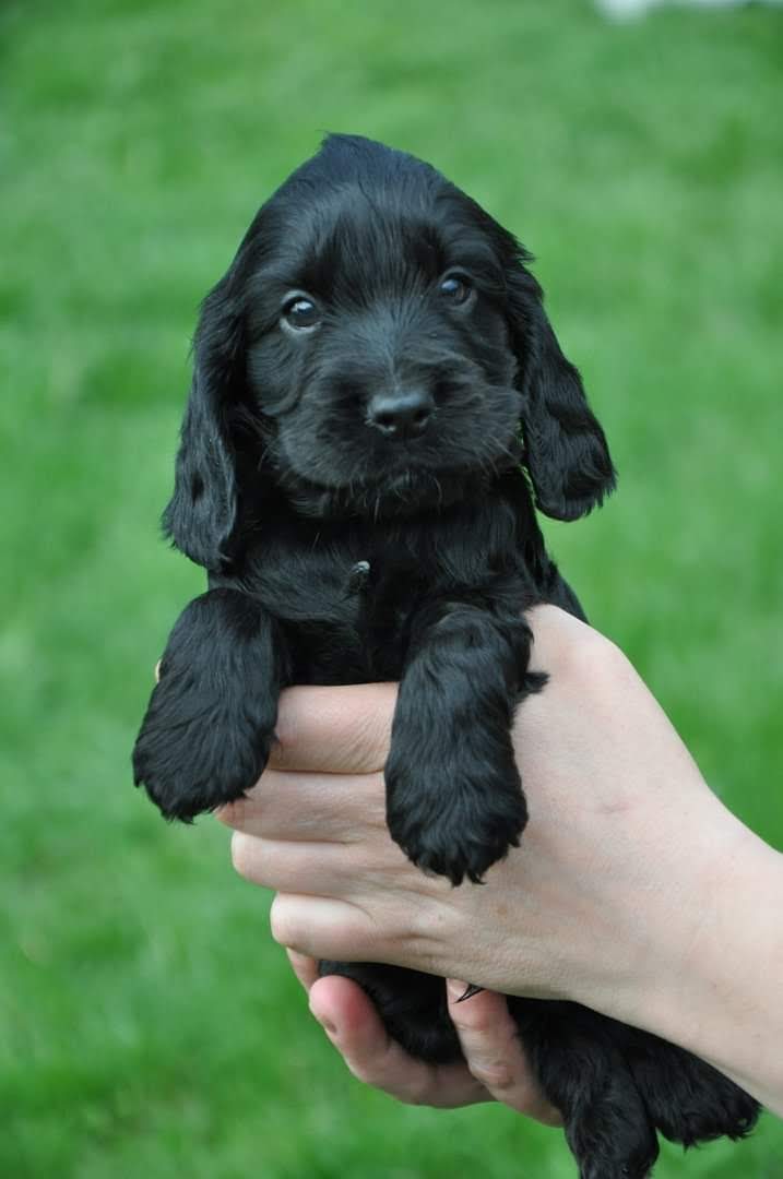 Belos Filhotes Cocker Spaniel Inglês c/pedigree e microchipe - Foto 1