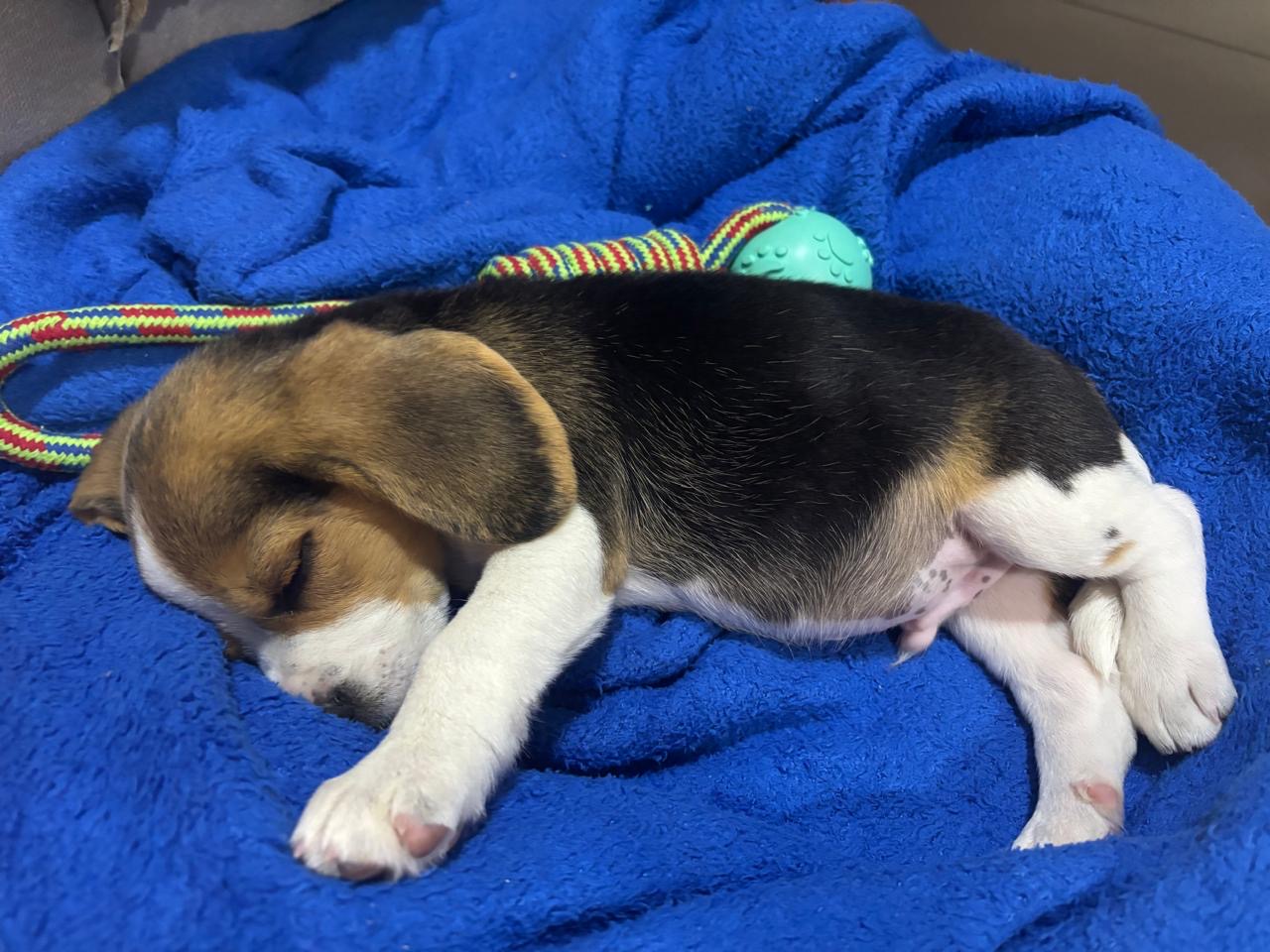 Portal Vendocão Beagle Feira de Santana