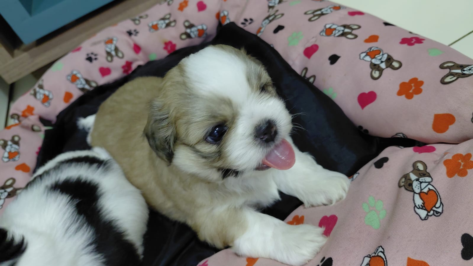 Filhotes de cachorro  - Foto 3