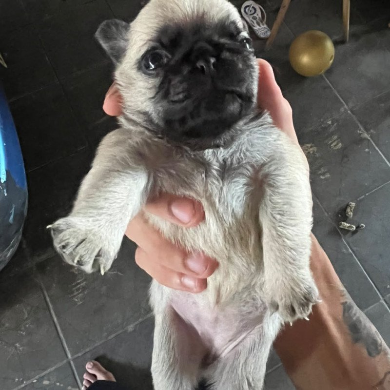 Vende se pug