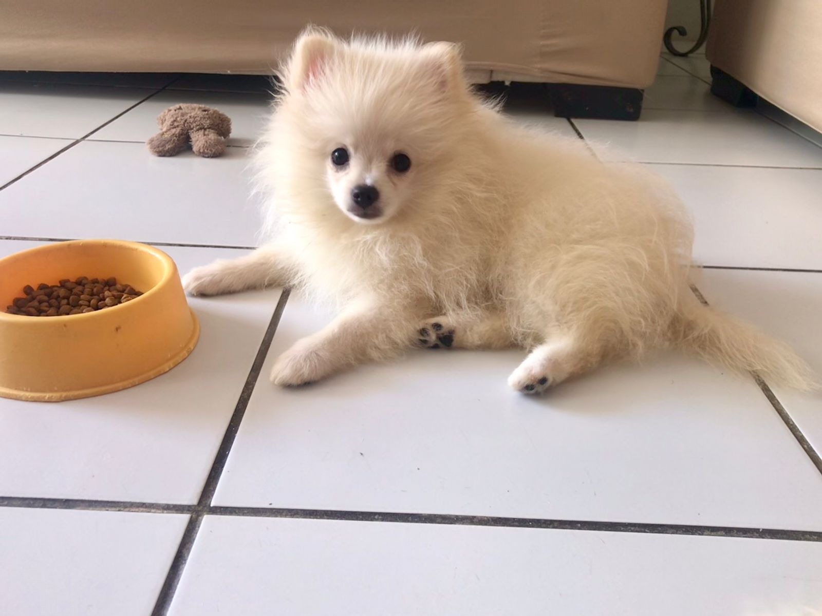 Portal Vendocão Lulu da Pomerânia  Recife