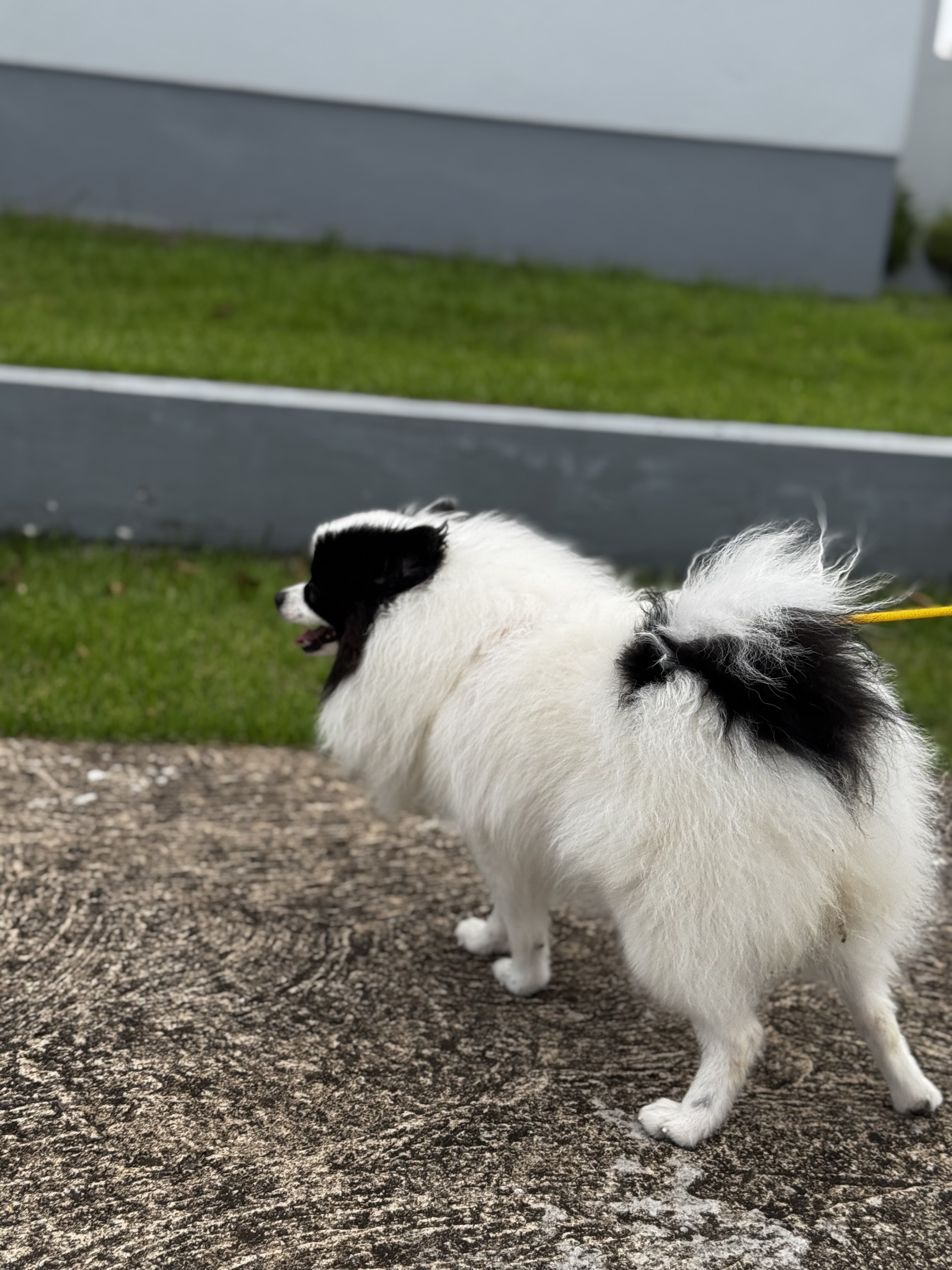 Spitz alemão, pequena, fêmea.  - Foto 3