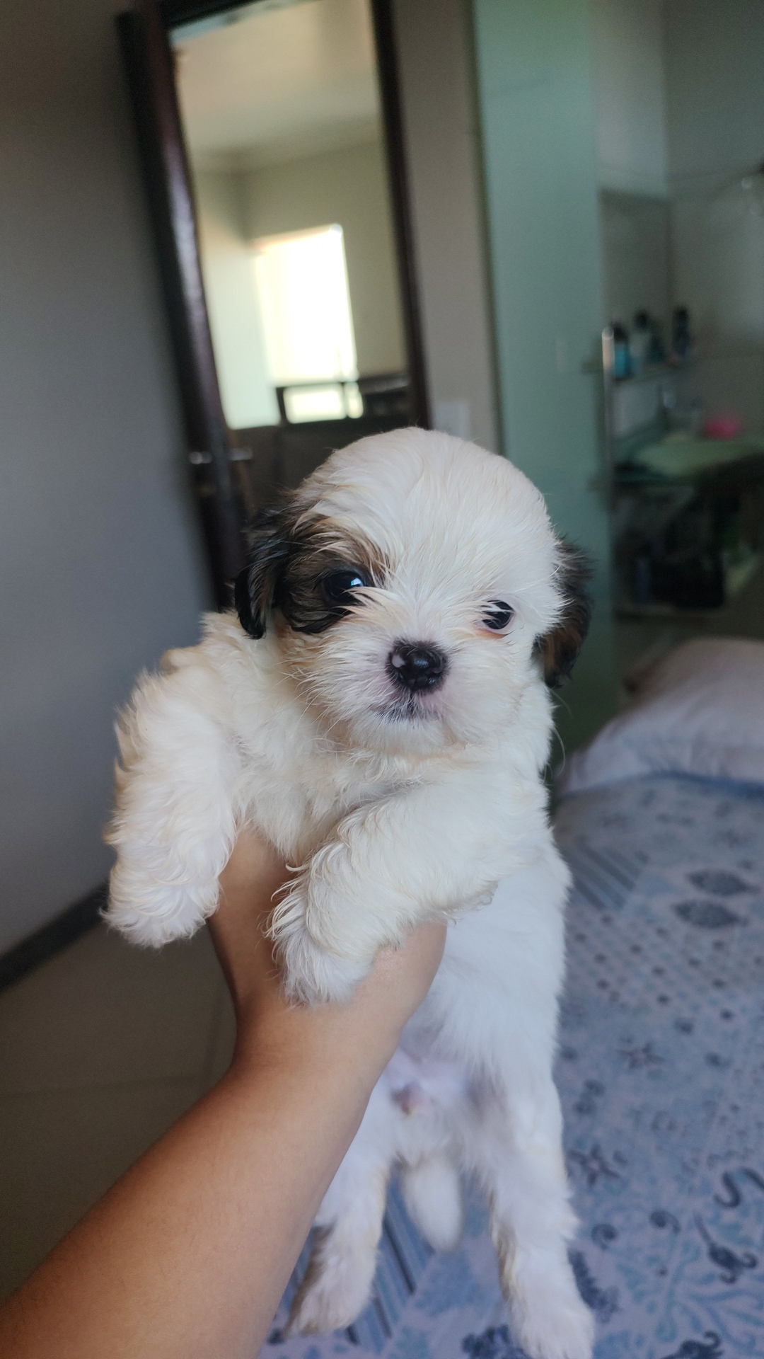 Portal Vendocão Filhotes de Shih tzu disponíveis  Vitória da Conquista-BA