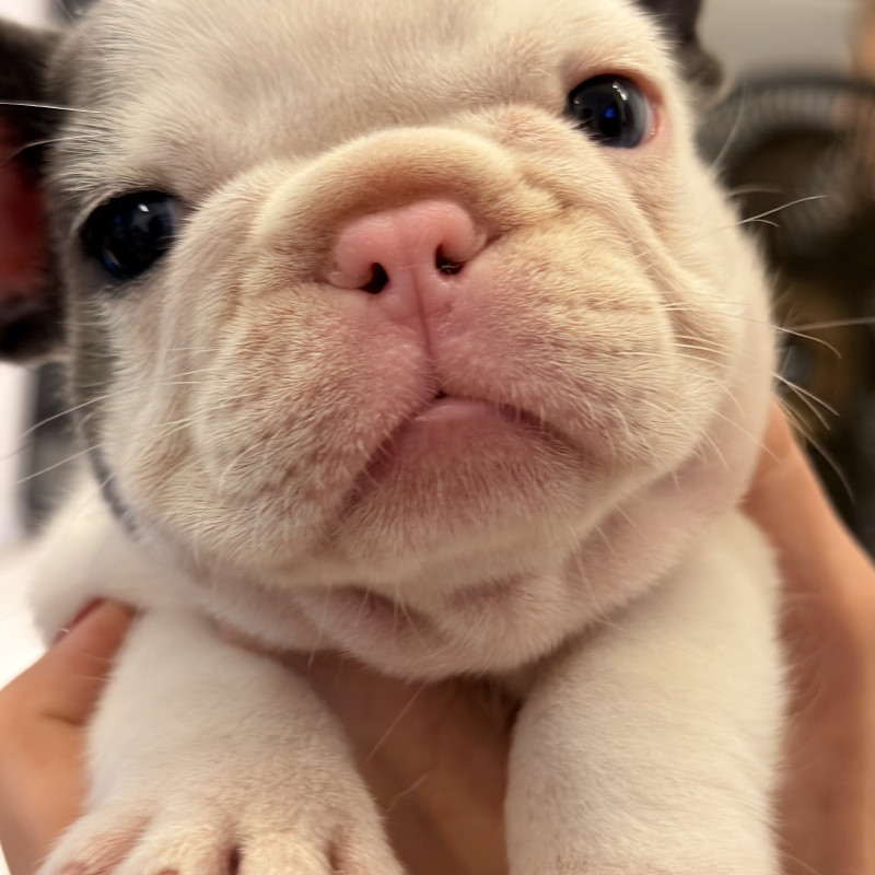 Lindo filhote c pedigree - Foto 1