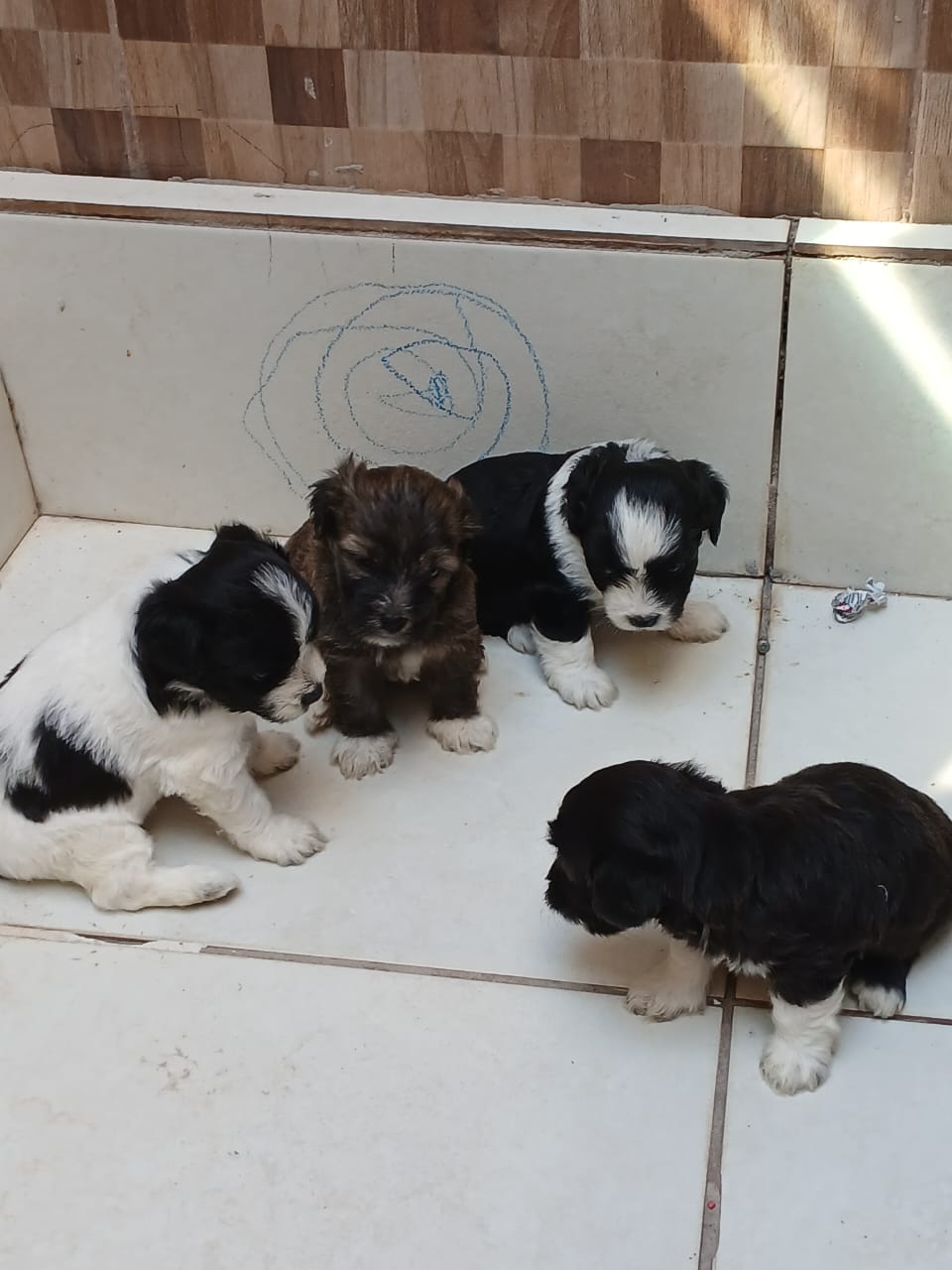 Portal Vendocão Cachorro Shih poo  Camaçari
