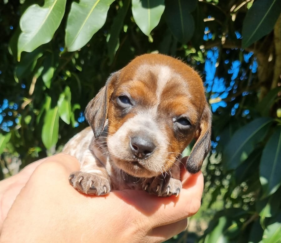 Dachshund Piebald - Foto 1