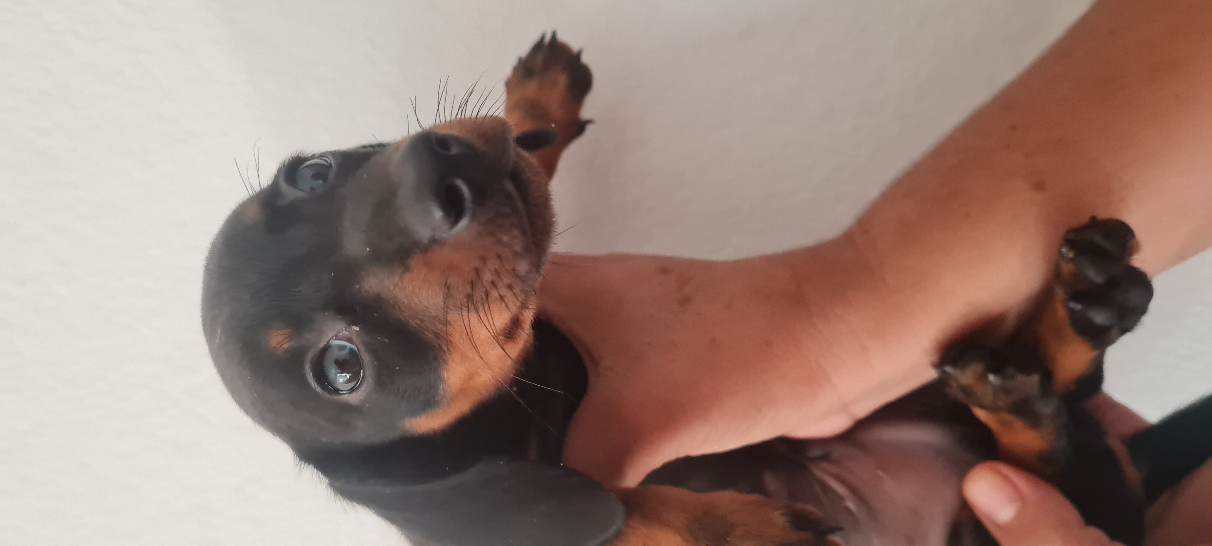 Portal Vendocão Filhotes Machos de Cofap Dachshund  Rialma 