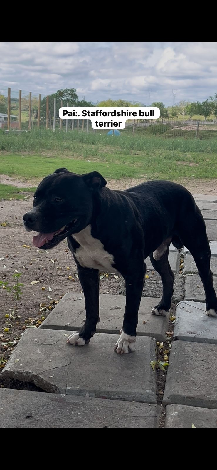 Filhotes de american staffordshire bull  - Foto 4