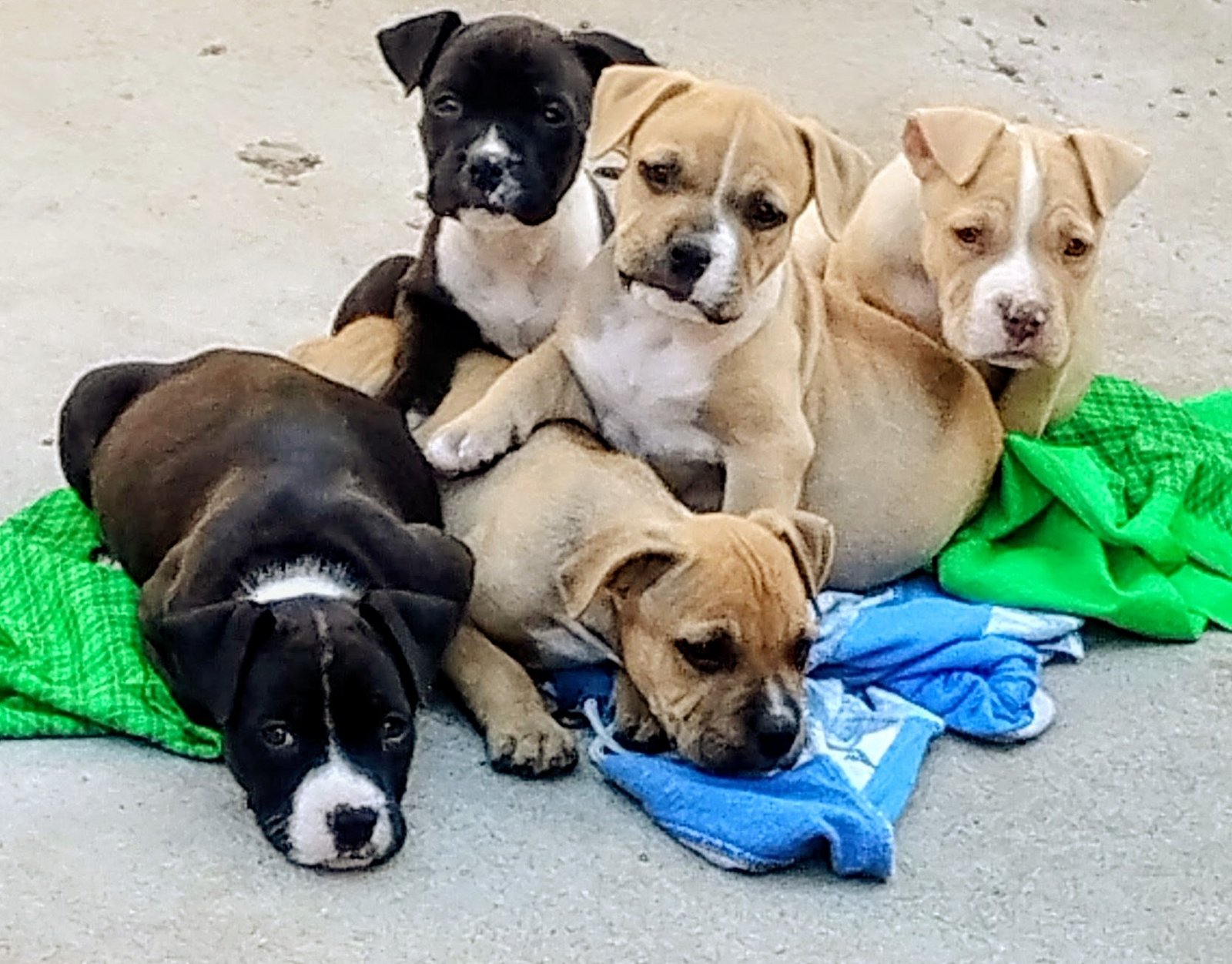 Filhotes de Pit Bull 