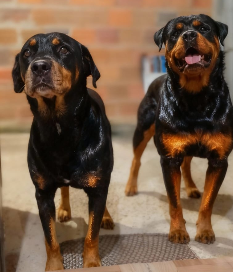 Filhote Rottweiler fêmea disponível  - Foto 3