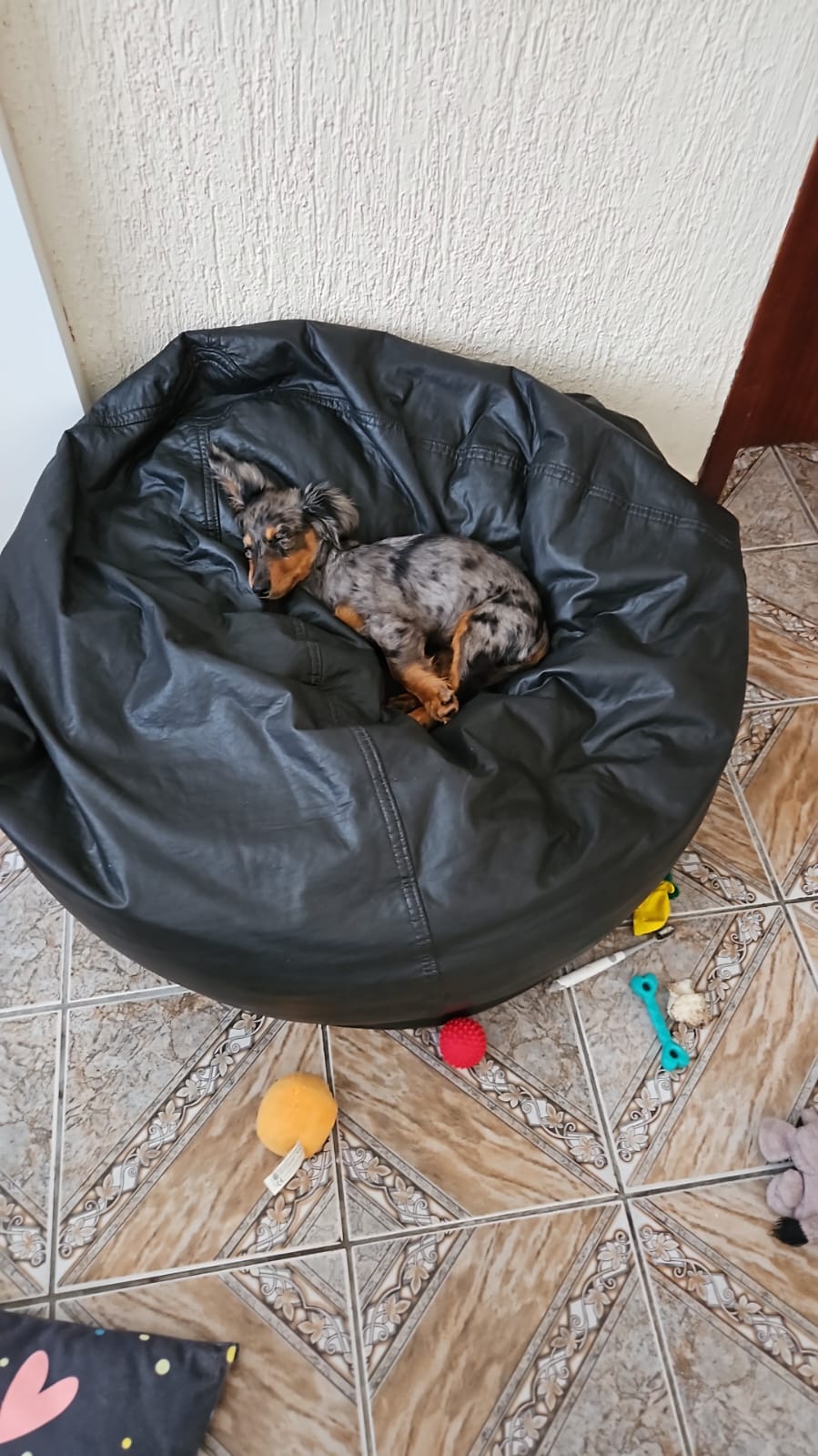 Filhote Dachshund pelo longo alerquim fêmea - Foto 4