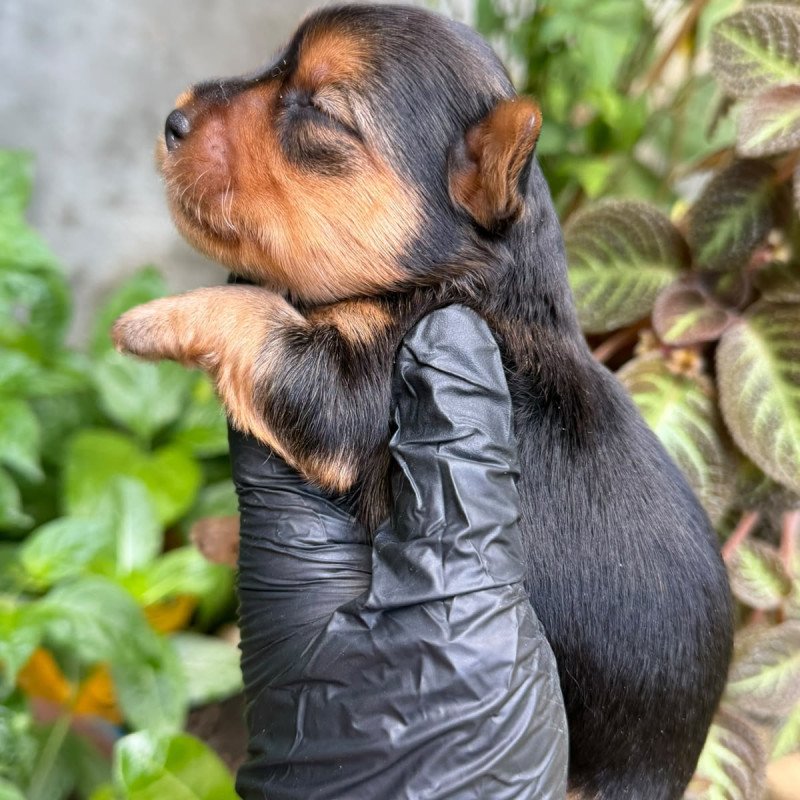 Filhote de YORKSHIRE TERRIER.