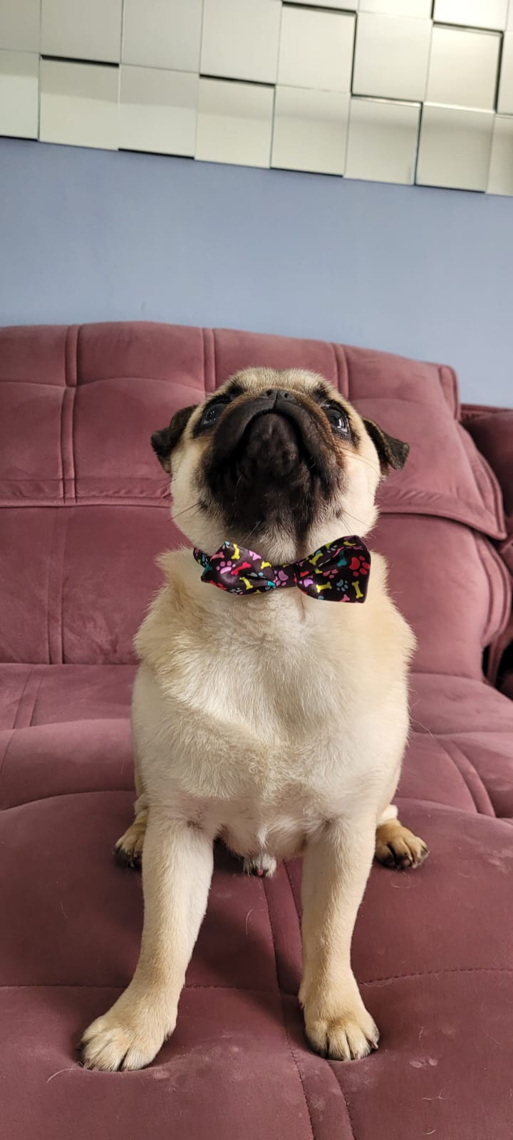 Portal Vendocão Filhote de Pug Charmoso e elegante Joinville