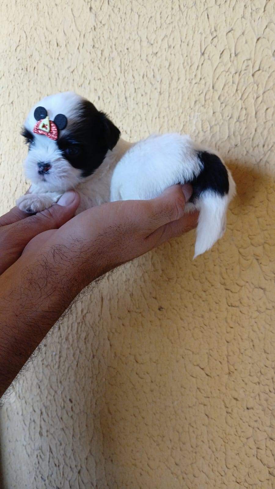 Portal Vendocão FILHOTES DE SHIHTZU DISPONIVEIS Natal