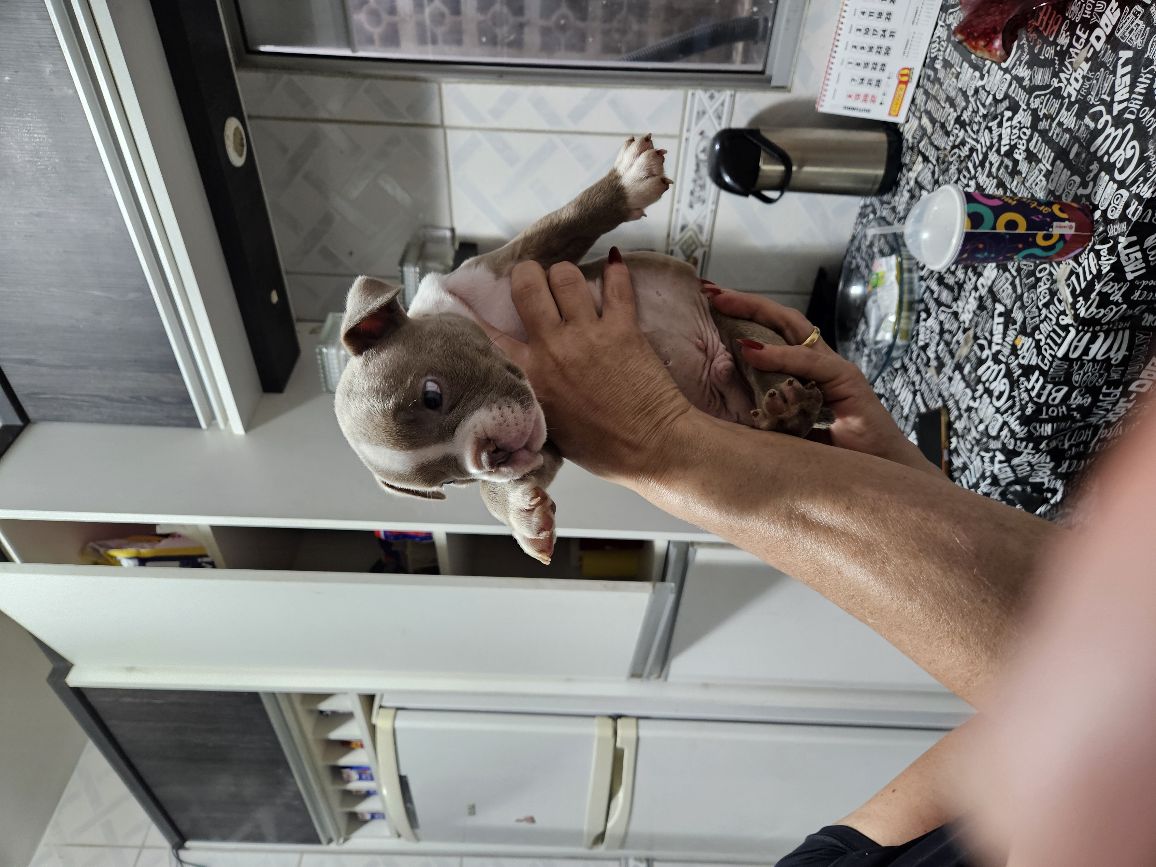 Portal Vendocão AMERICAN BULLY EXOTIC - FILHOTES  Florianópolis 