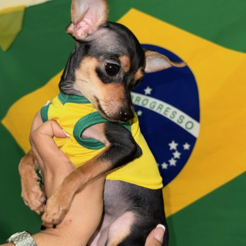 Pinscher fêmea 0 - Foto 1