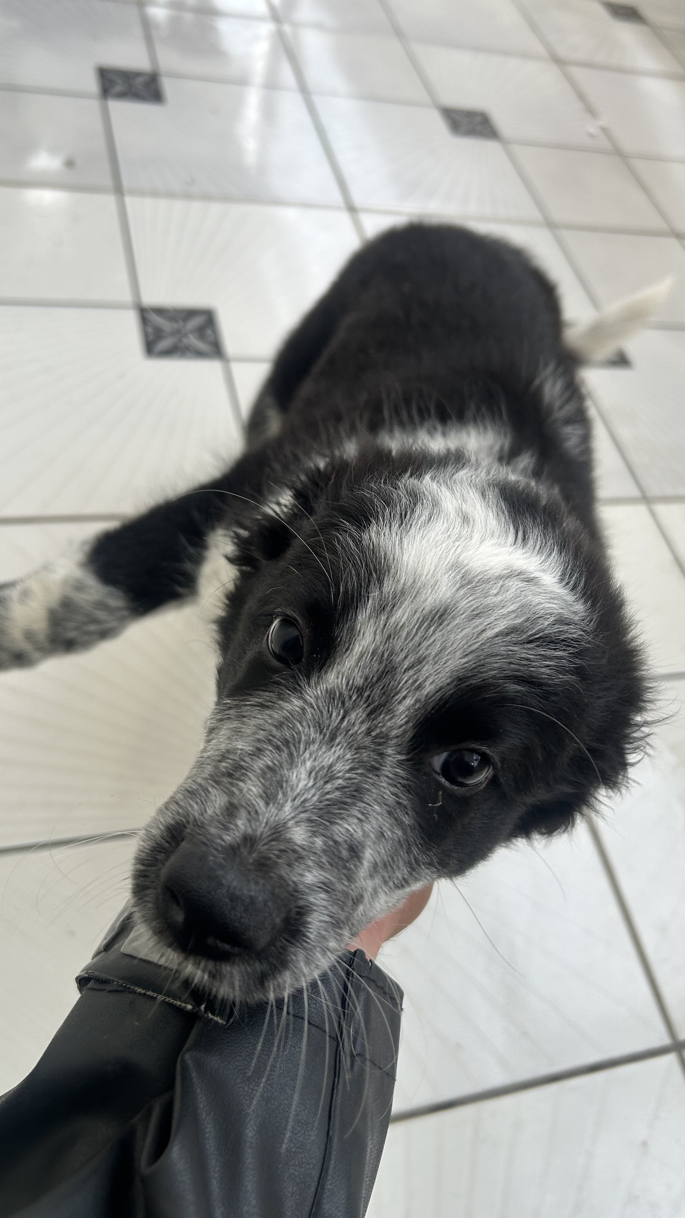 Border collie  - Foto 3