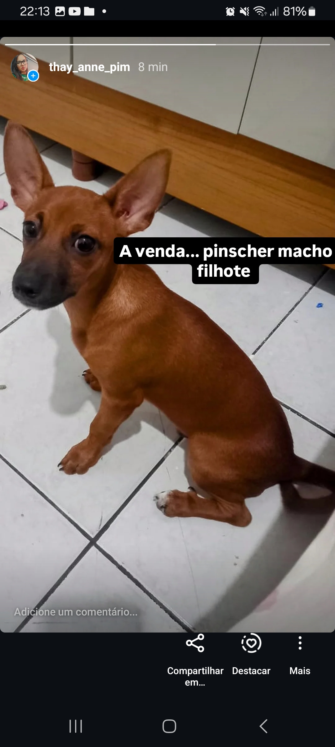 Portal Vendocão Pinscher filhote macho Petrolina