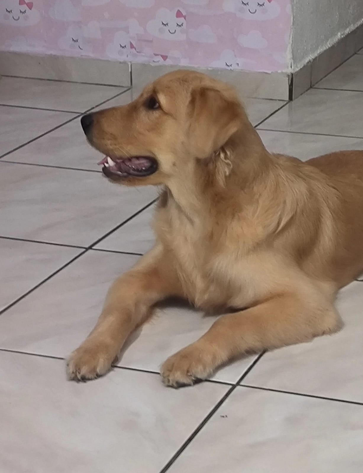 Portal Vendocão Vendo filhote de Golden Retriever Fêmea - 6 meses Rio de Janeiro