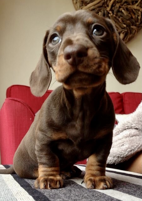 Portal Vendocão Basset / Teckel / Dachshund Bauru 