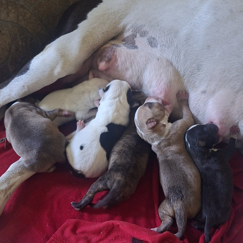 Lindos filhotes de american pit bull terrier X american staffordshire bull terrier