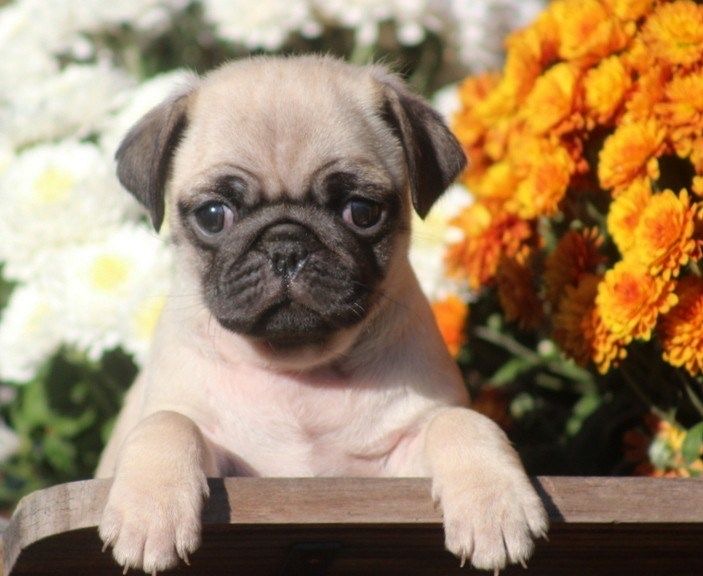 Portal Vendocão Pug lindos  São José do rio preto 