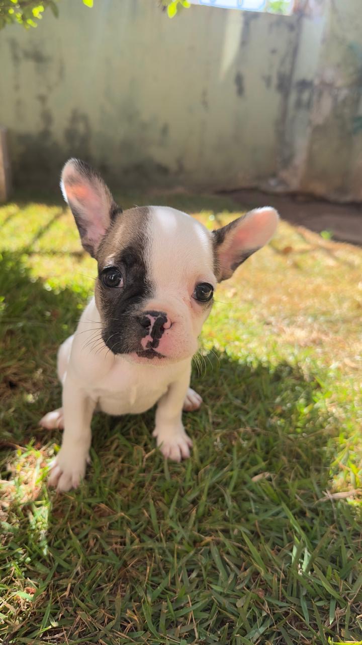 Filhote de Buldogue Francês  - Foto 2