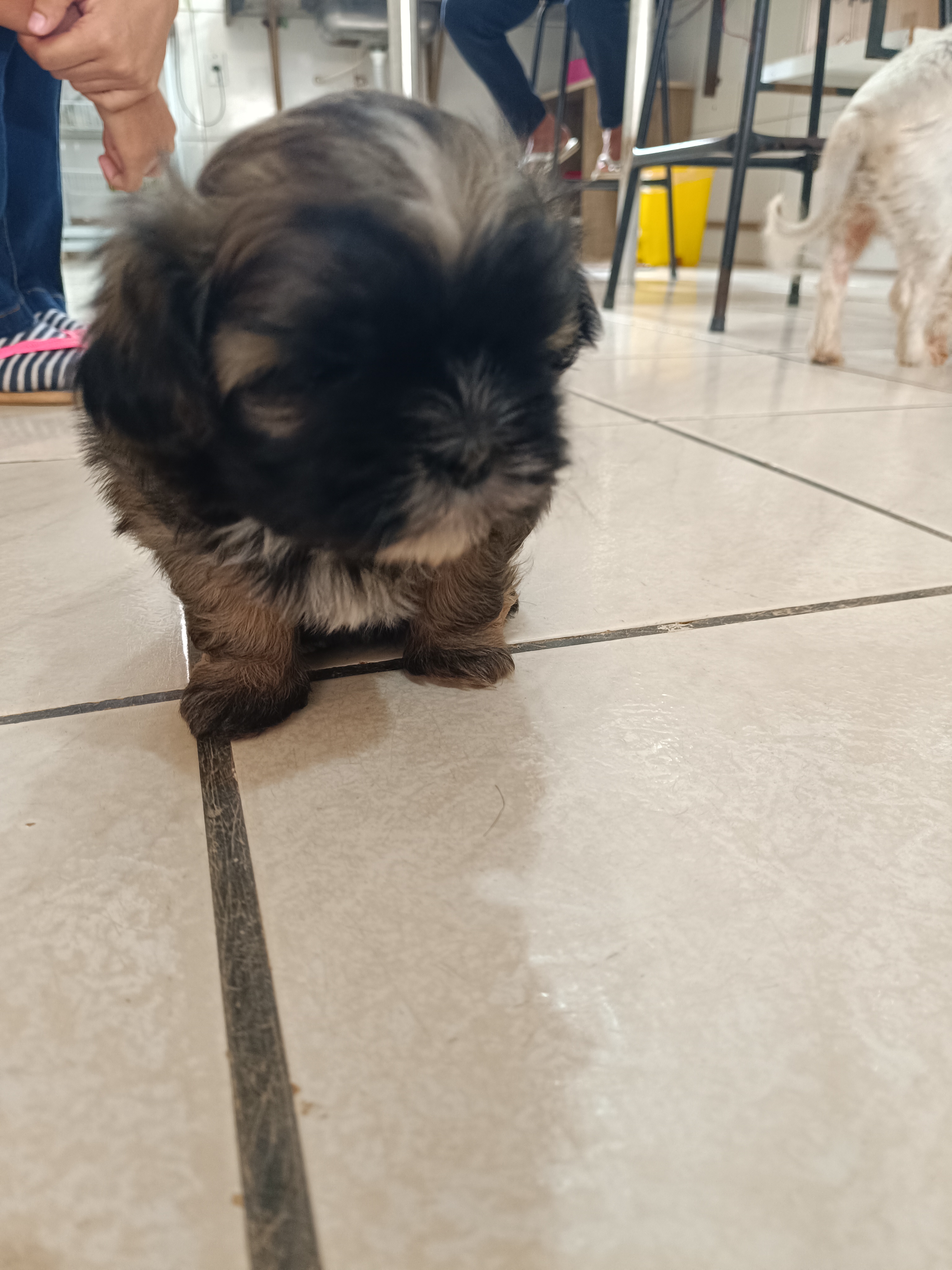Shih Tzu  - Foto 1