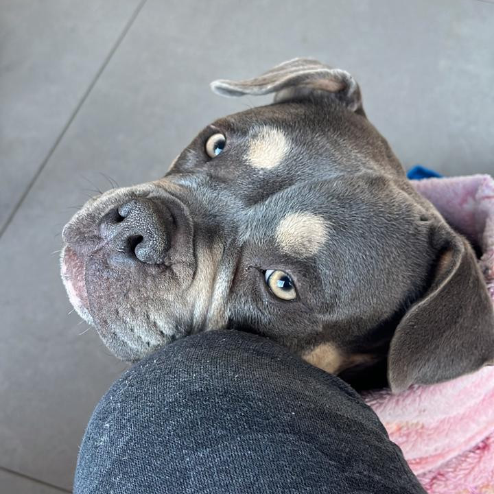 Filhotes de american bully micro - Foto 3