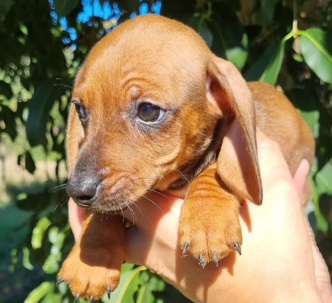 Dachshund Piebald - Foto 4