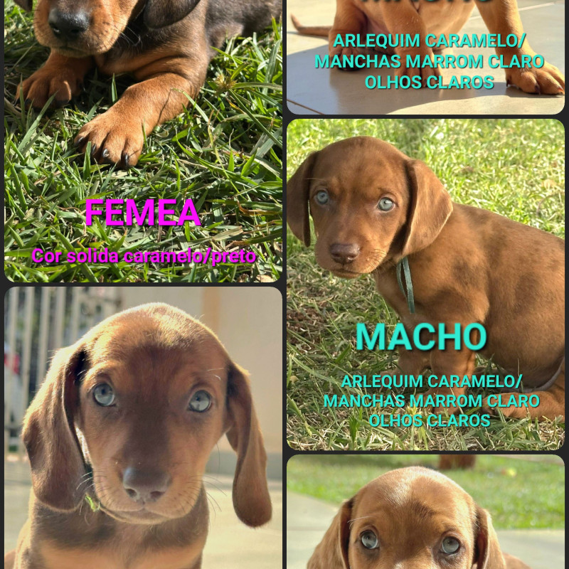 Filhotes de dachshund (salsichas) - Foto 2