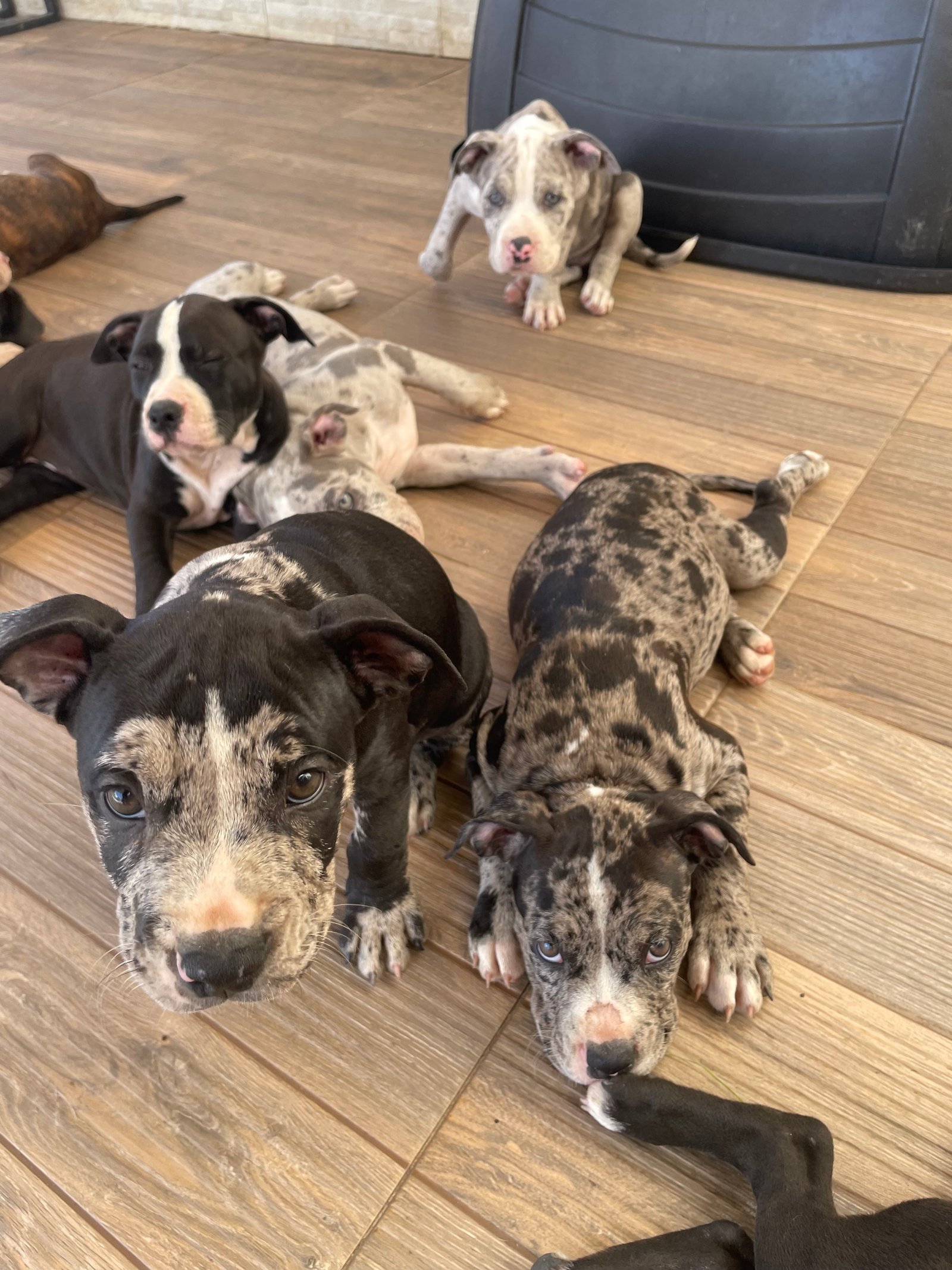 Filhotes de American bully OldSchool