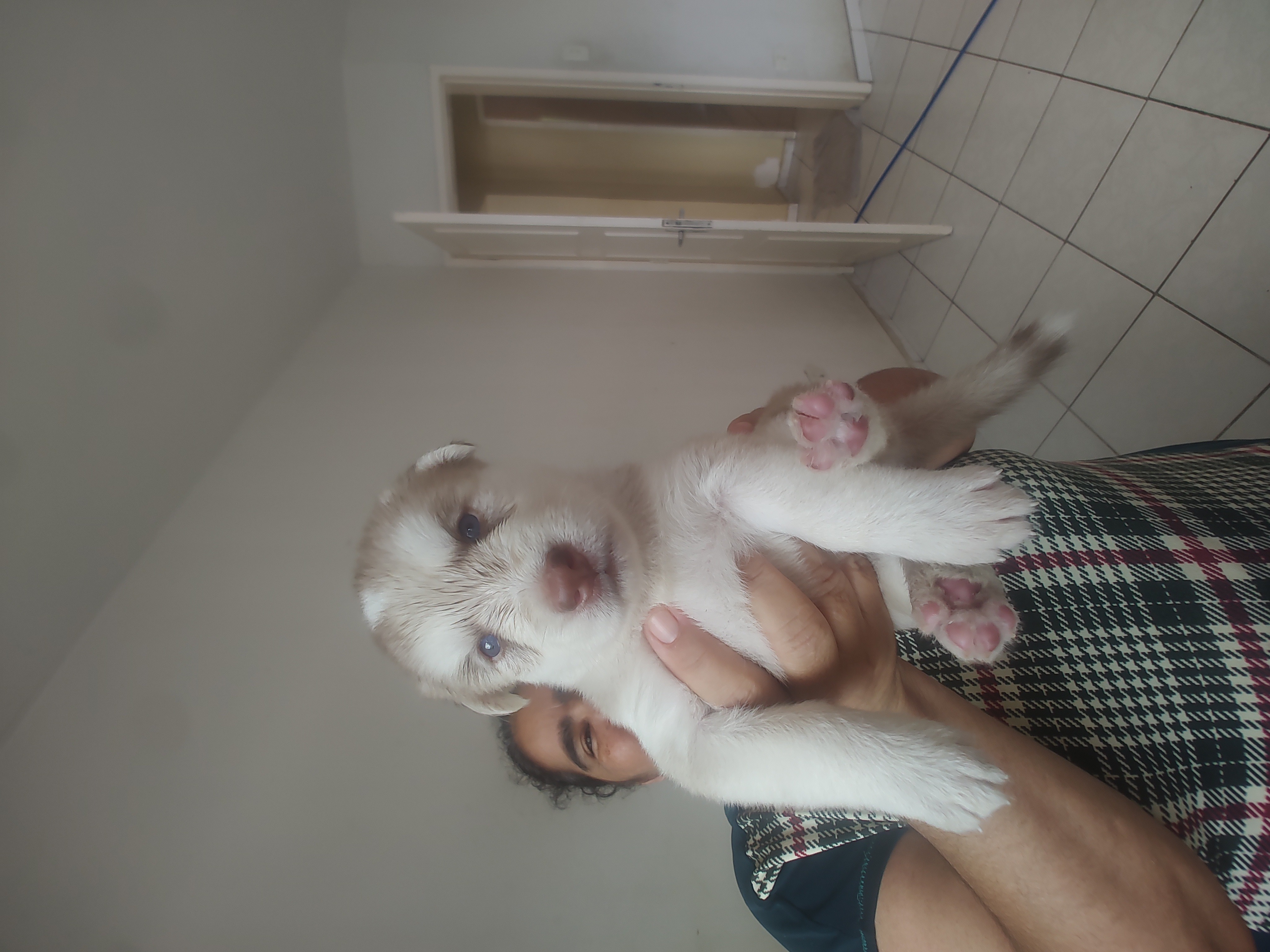 Portal Vendocão Filhote de husky/ husky c lhasa Jaboatão dos Guararapes