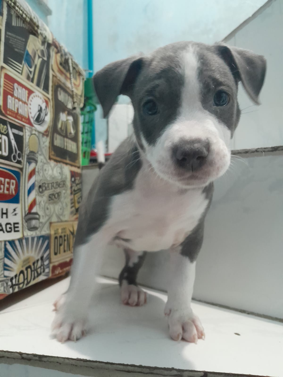 Portal Vendocão Vendo american bully Salvador 