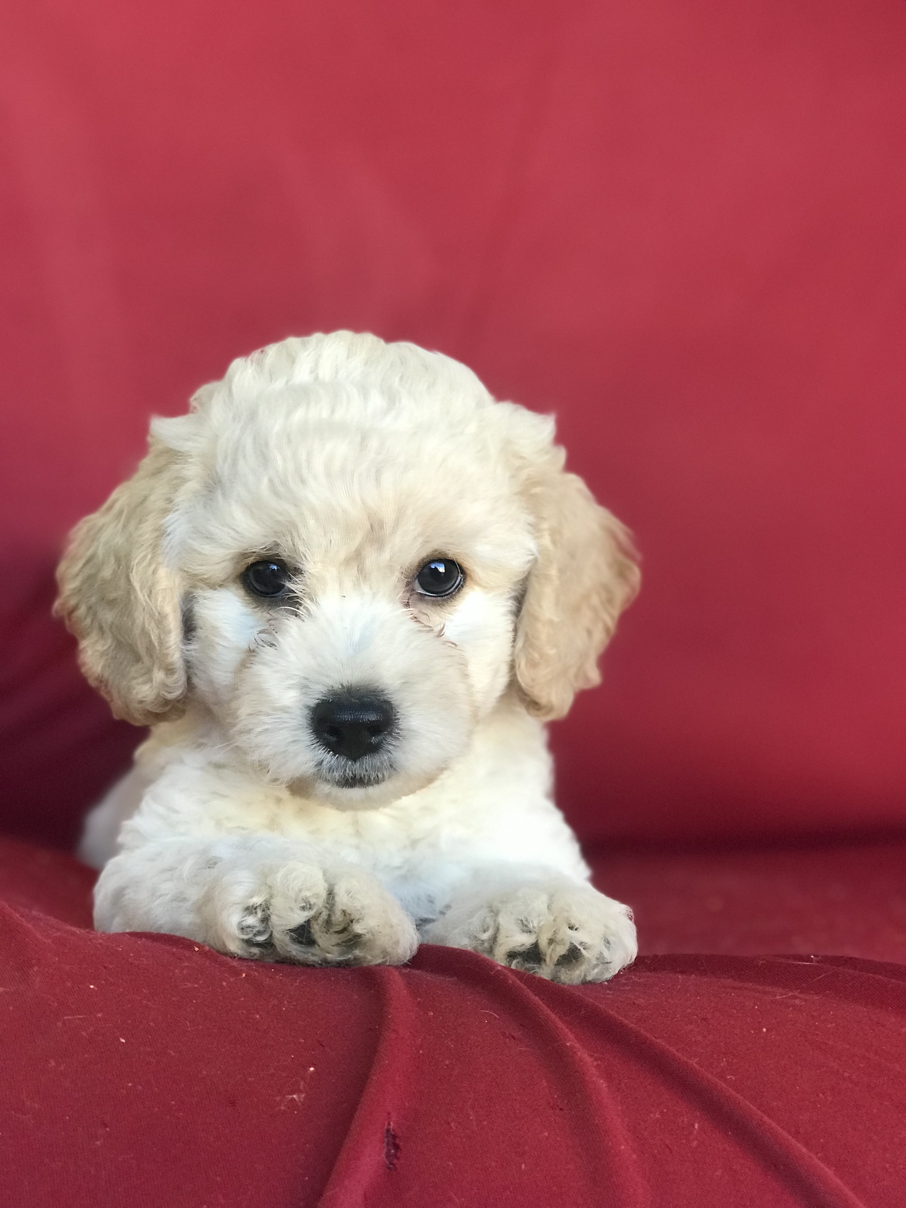 Portal Vendocão Vendo cachorra poodle toy fêmea  Paulista 