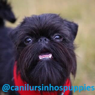 Portal Vendocão griffon de bruxelas #canilursinhospuppies bebes disponiveis  campos do jordão 
