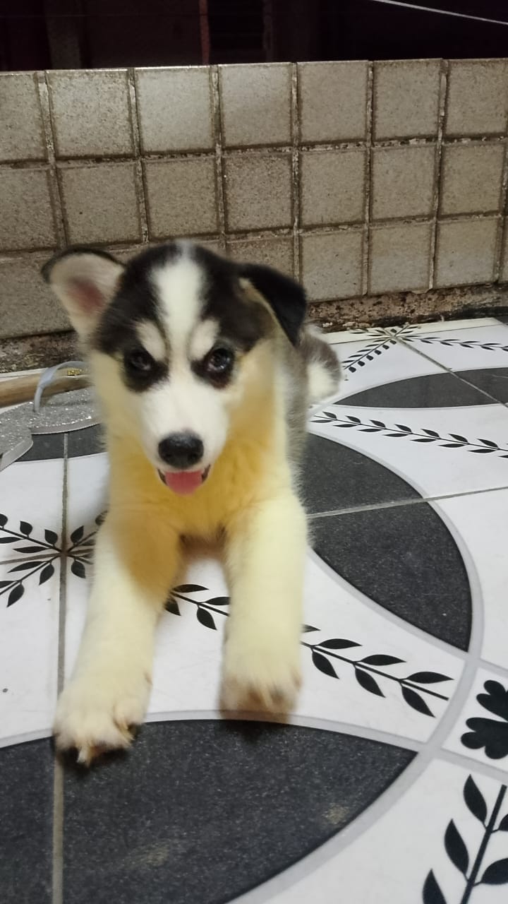 Portal Vendocão Husky siberiano  Belem Pará 