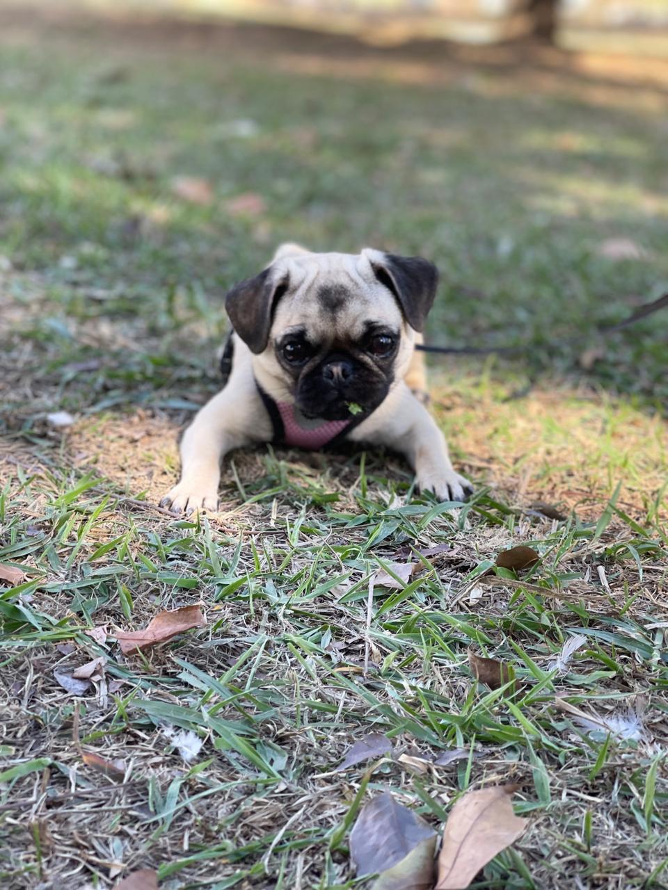 Portal Vendocão PUG MINI Belo Horizonte