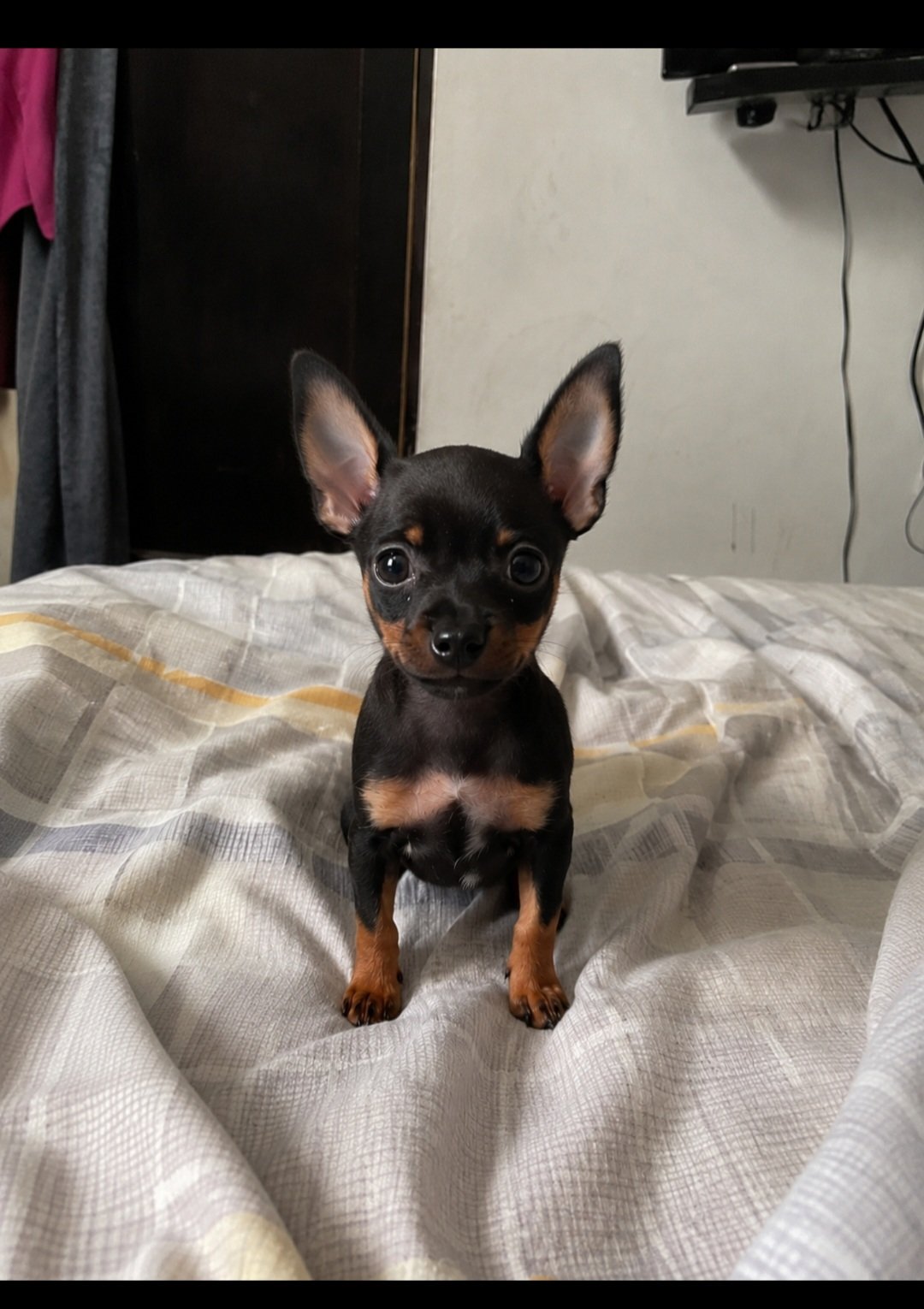 Pinscher