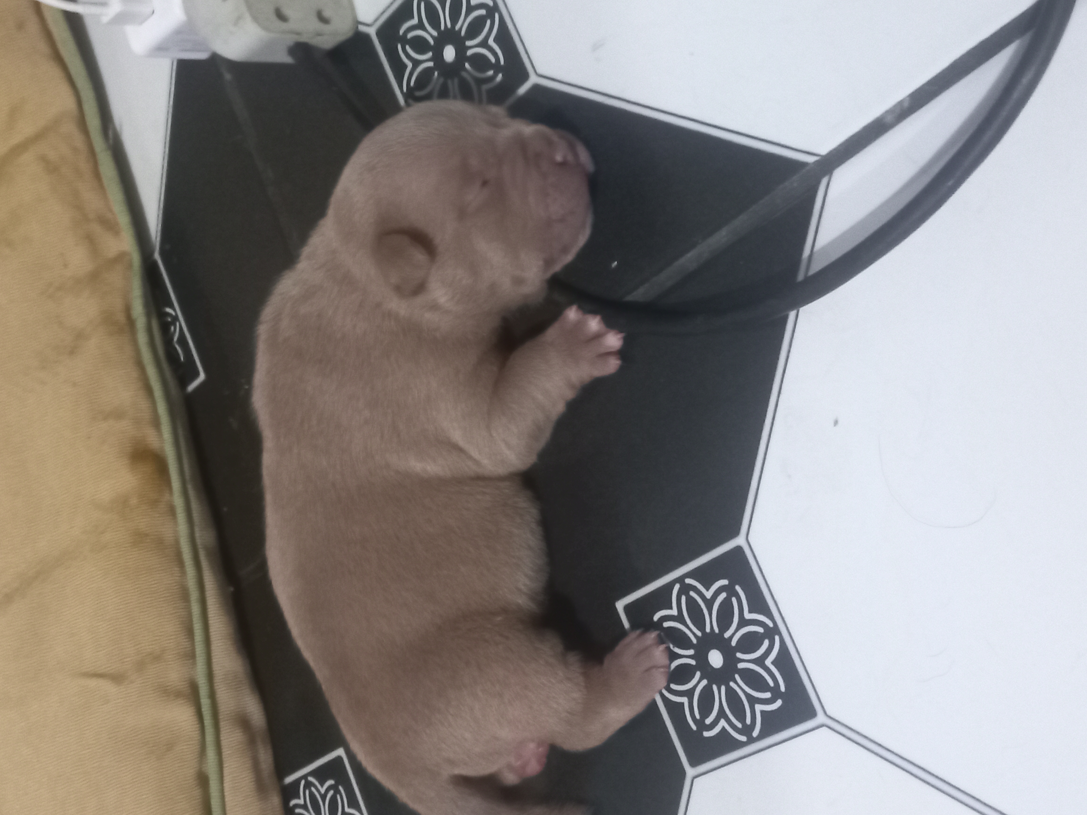 Portal Vendocão American bully Blue fau Rio de Janeiro 