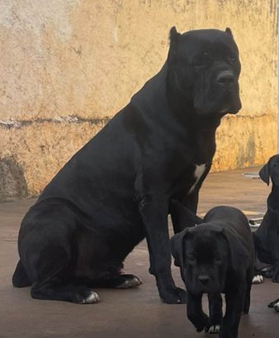 Portal Vendocão Macho e fêmea de Cane Corso São José do Rio Preto 