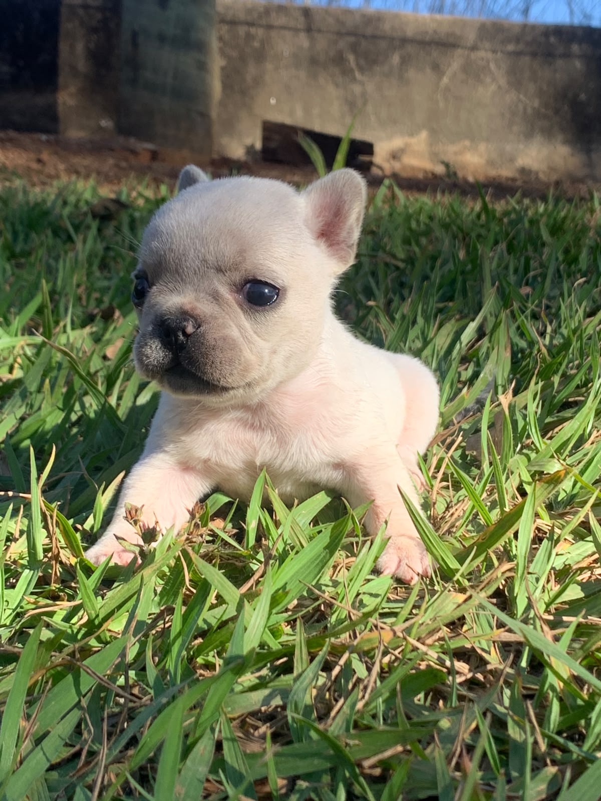 🐶 LINDOS FILHOTES DE BULLDOG FRANCÊS DISPONÍVEIS! 🐶 Se você procura um companheiro carinhoso, brincalhão e apaixonante, acabou de encontrar! Nossos gordinhos estão prontos para roubar seu coração.  📋 Informações do Ninhada: Idade: 35 dias Saúde: Já vermifugados Alimentação: Iniciando a introdução à  - Foto 1