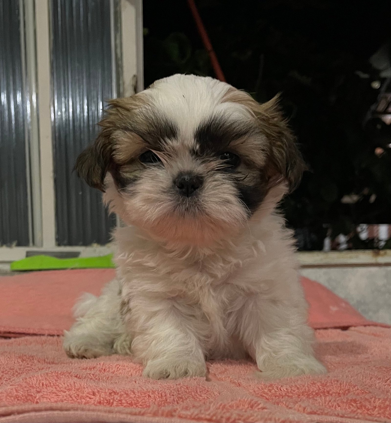 Vende-se shih-tzu fêmea filhote - Foto 1