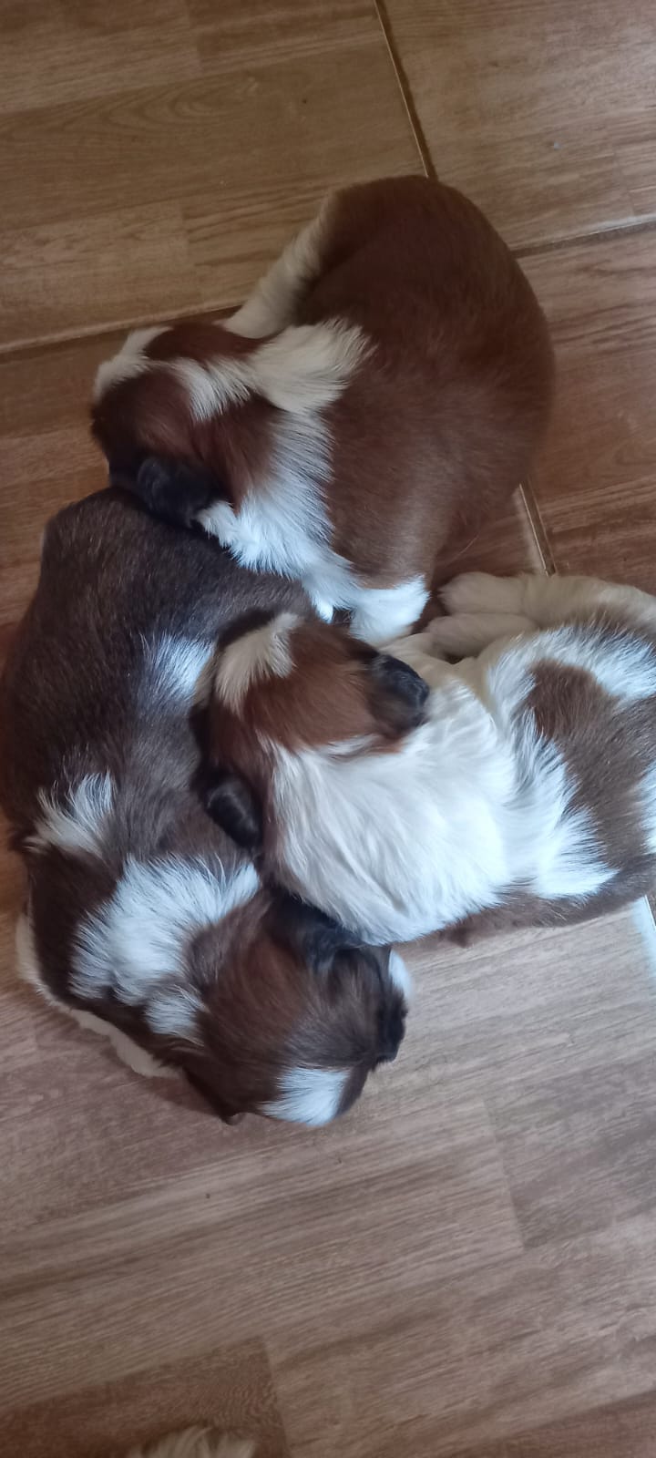 Portal Vendocão Filhote de Shitzu Brasília