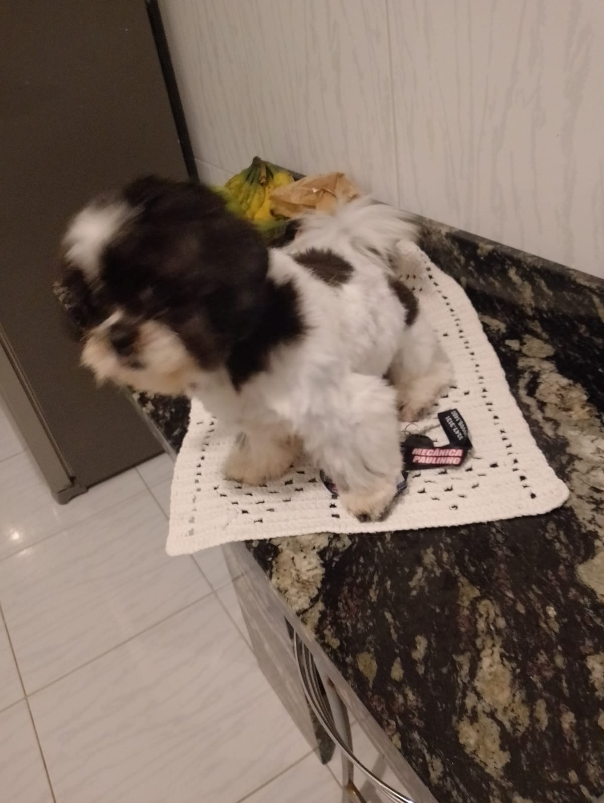 vendo shih tzu - Foto 3