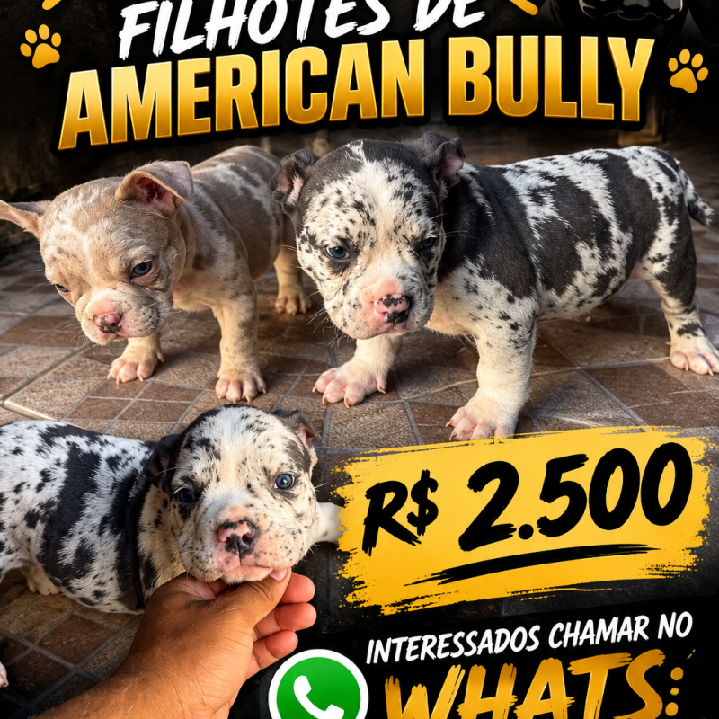 American Bully filhotes