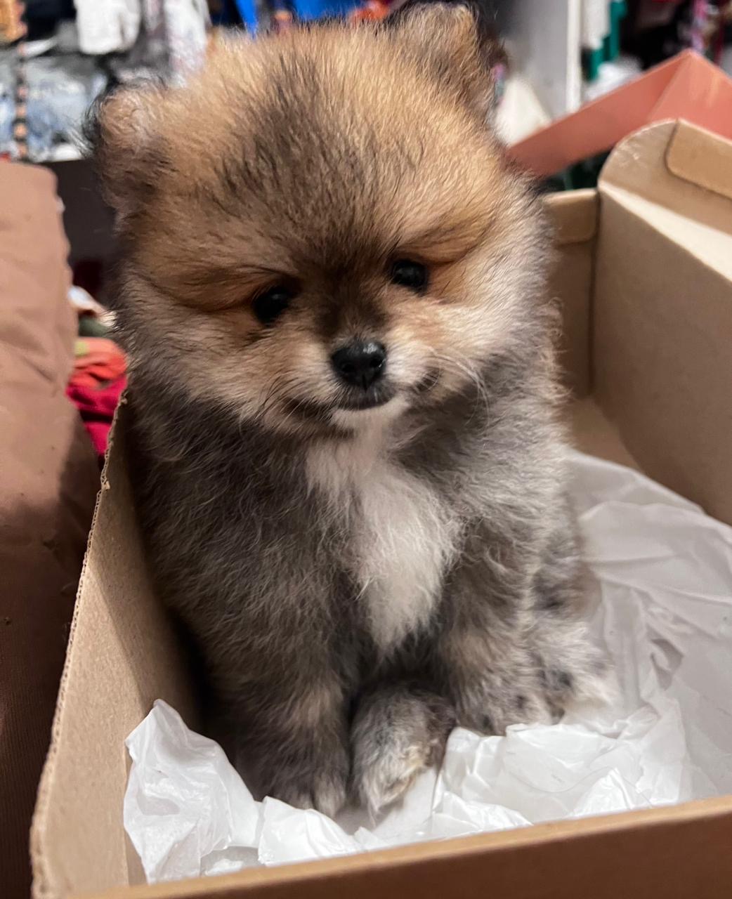 Portal Vendocão lindo filhote lulu da Pomerania macho com 02 meses faz xixi no tapetinho e come ração seca  ( spitz alemão )  salvador 