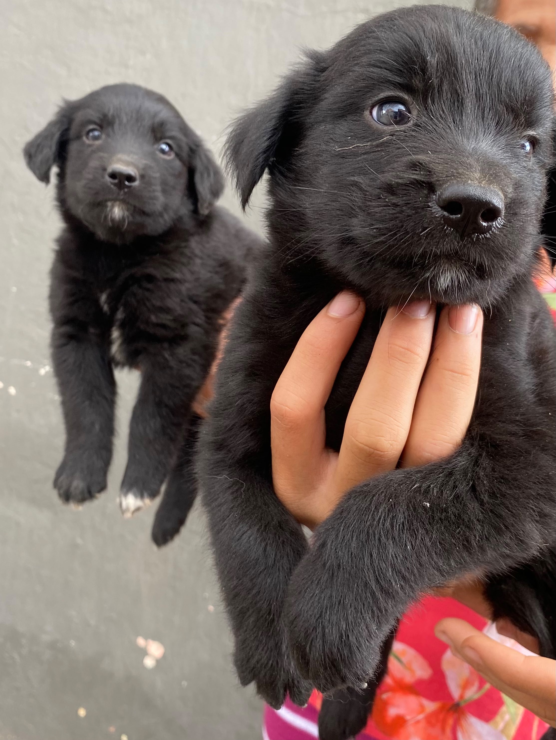 🐾 Título: Filhotes Goberian (Golden + Husky) – 1 mês e 15 dias | 1 Fêmea e 2 Machos - Foto 2