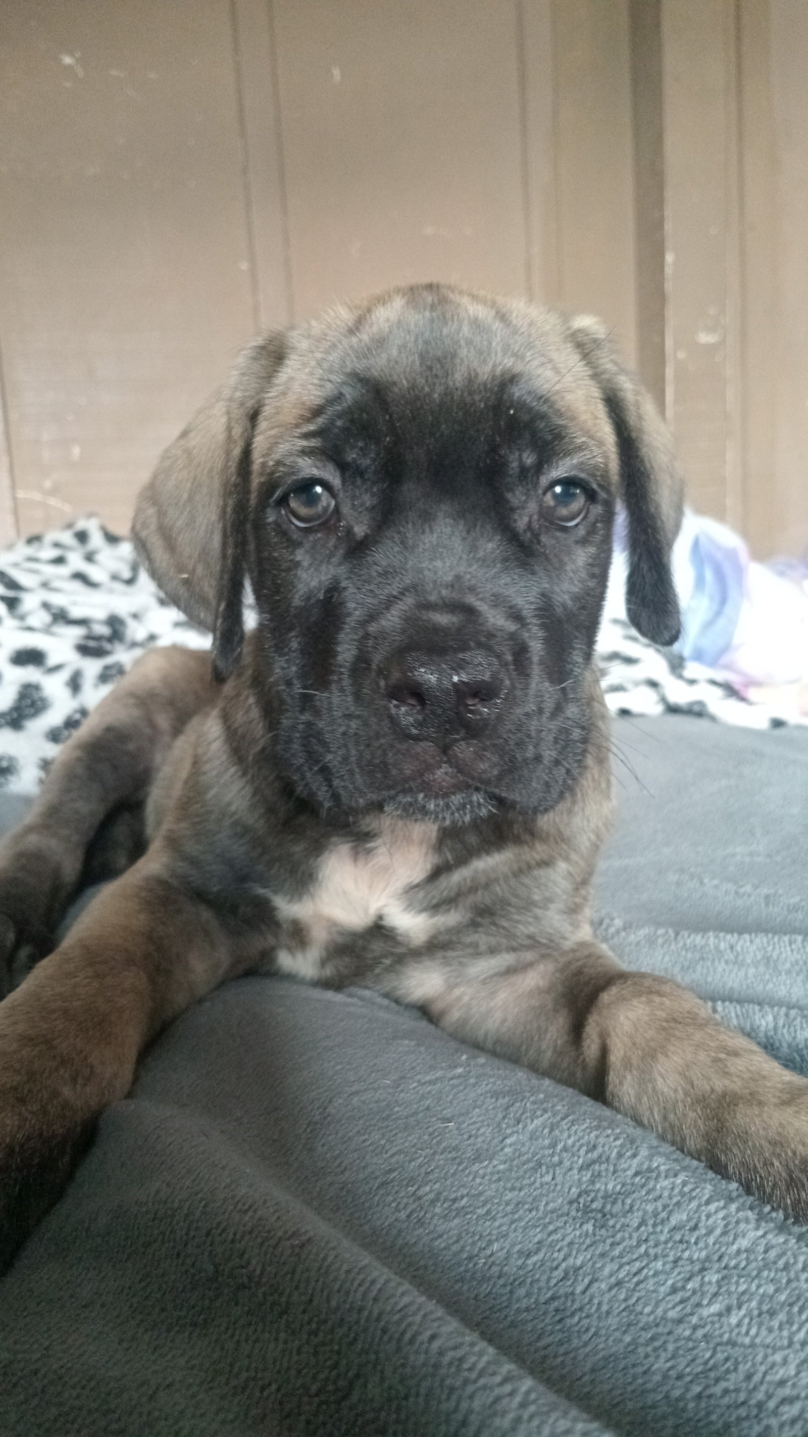 Vendo última fêmea cane corso italiano  - Foto 1